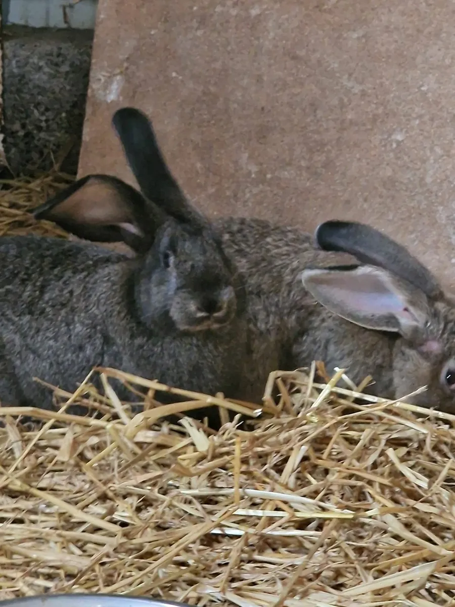 Giant Flemish Rabbits - Image 2