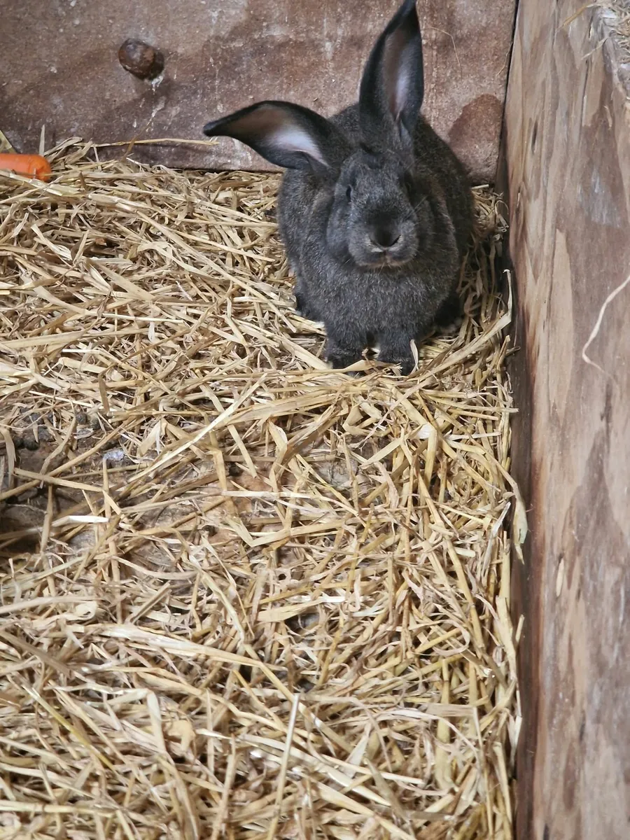 Giant Flemish Rabbits - Image 3