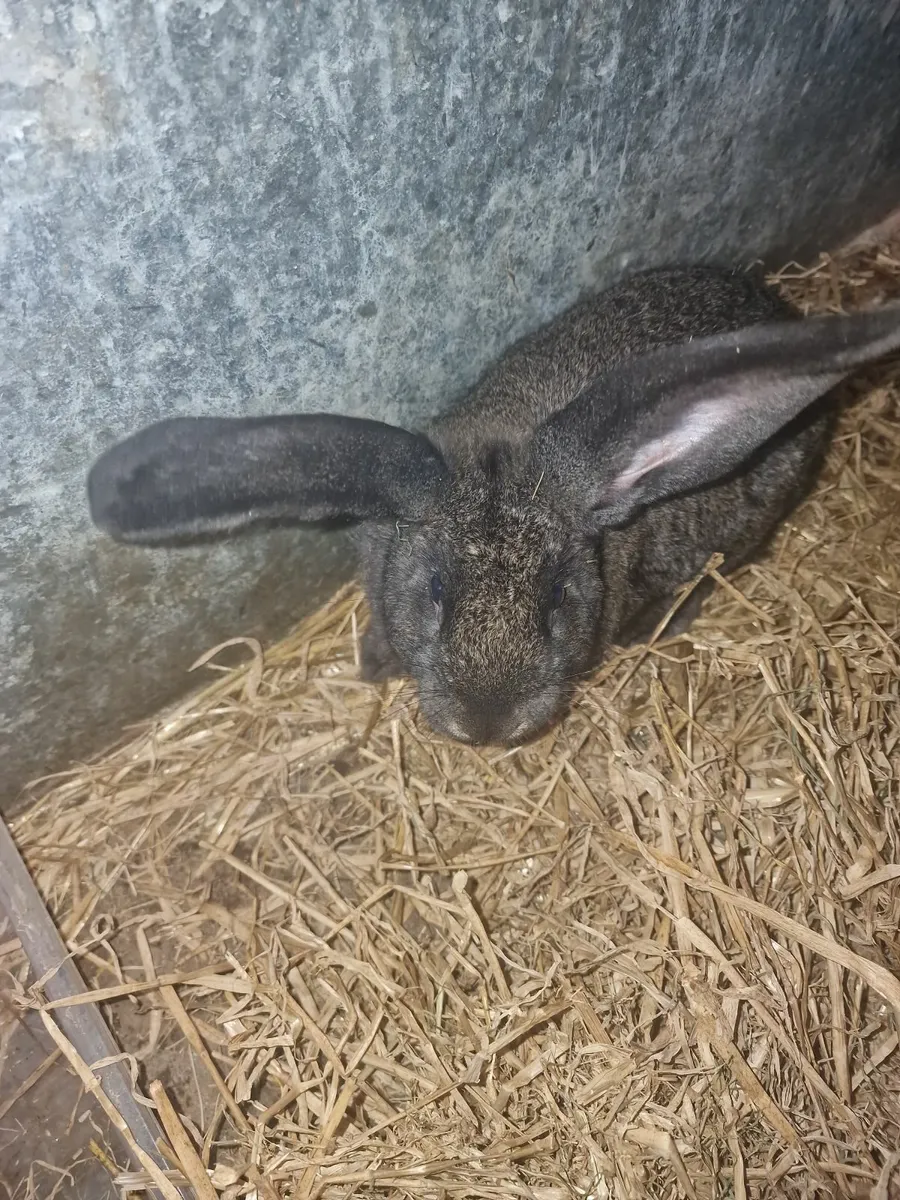 Giant Flemish Rabbits - Image 4