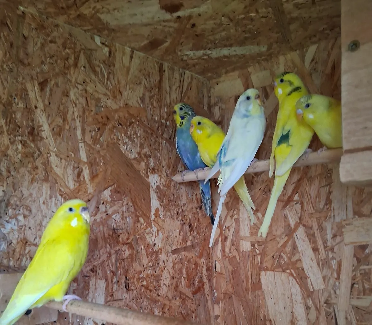 Budgie - Image 1