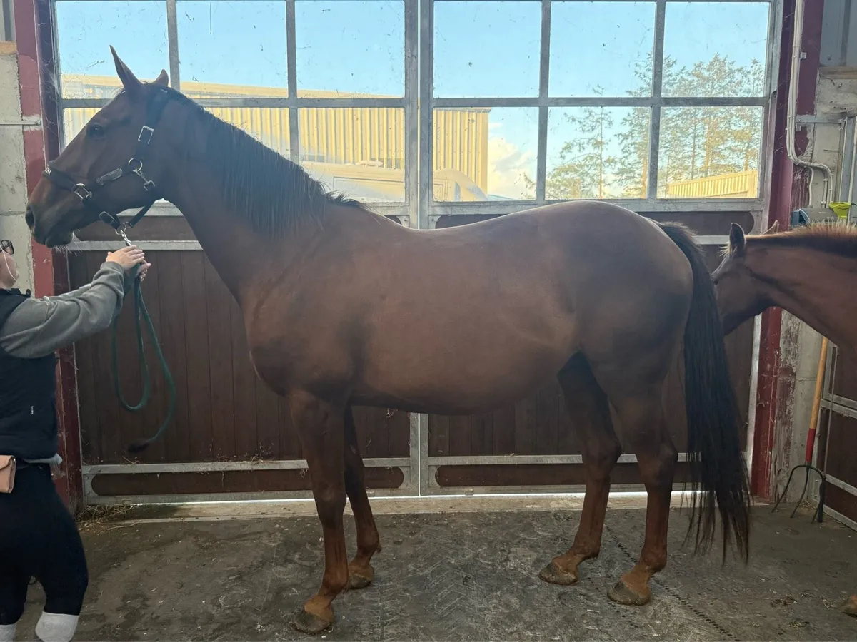 10yo Proven Broodmare by Cobra 13 x TB Mare - Image 1