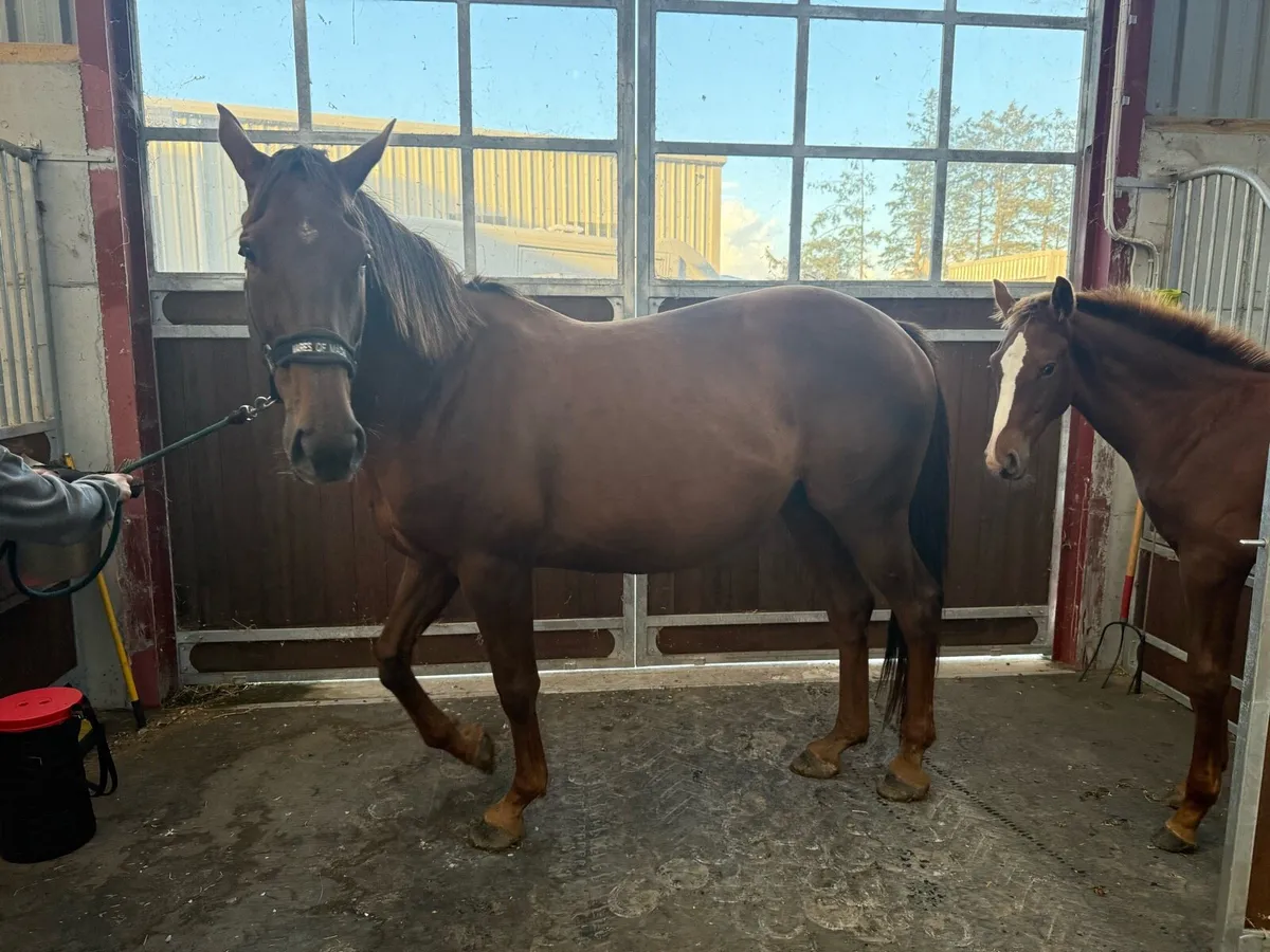10yo Proven Broodmare by Cobra 13 x TB Mare - Image 2