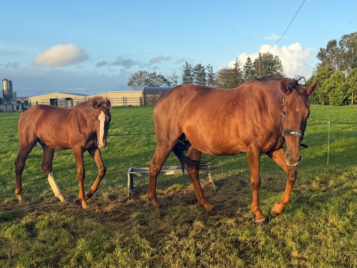 10yo Proven Broodmare by Cobra 13 x TB Mare - Image 3