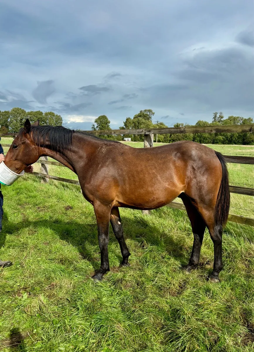 Castlefield Conthargos Gelding - Image 1