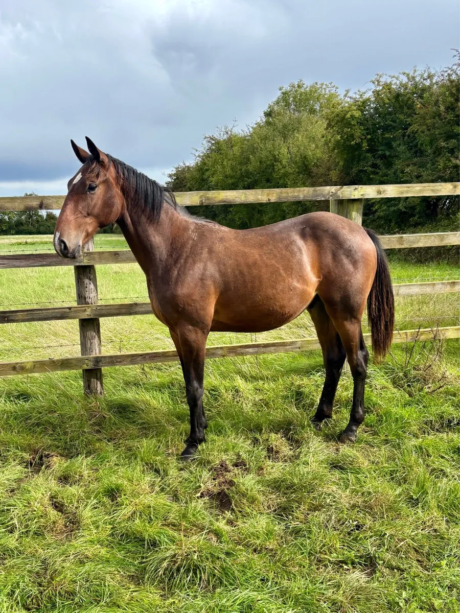 Castlefield Conthargos Gelding - Image 3