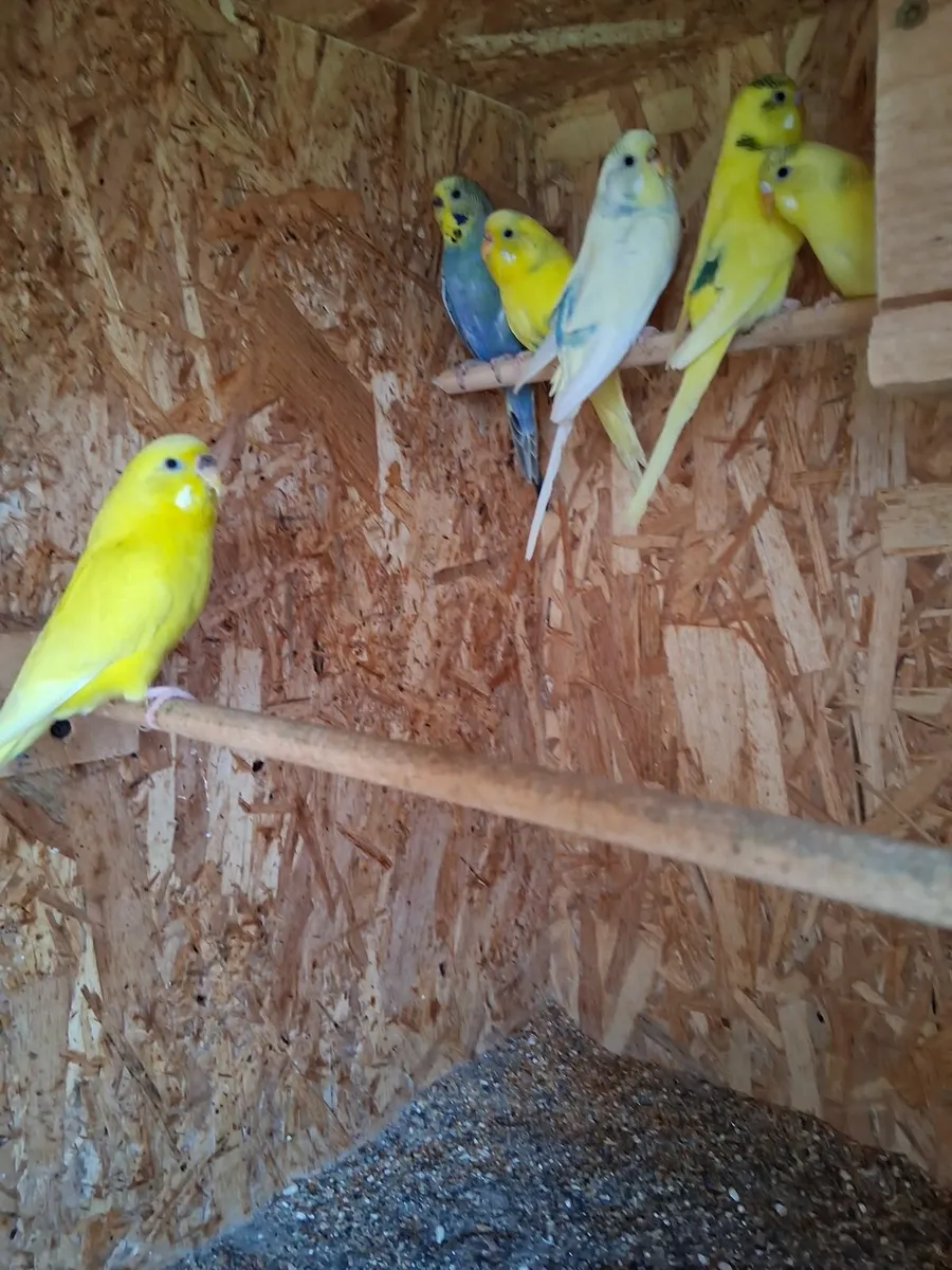 Budgie - Image 3