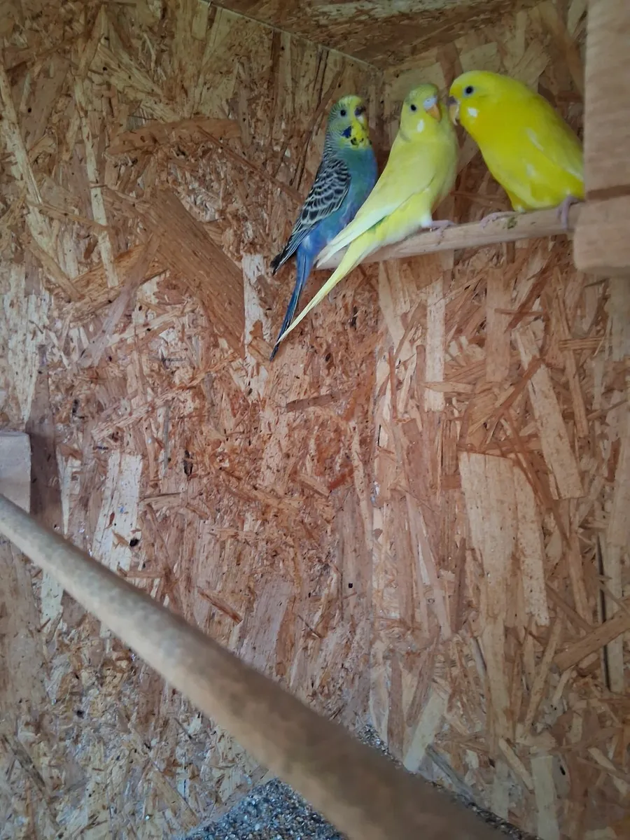 Budgie - Image 4