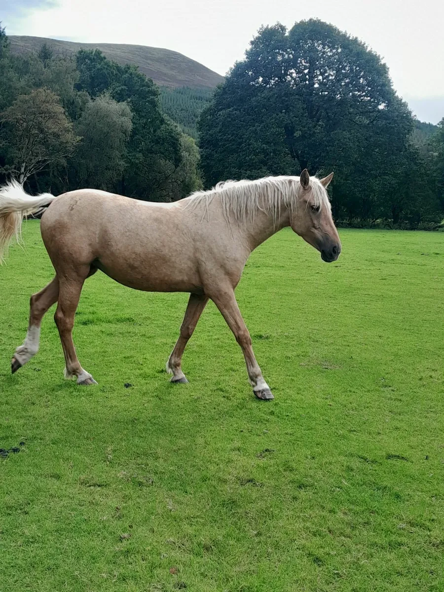 Filly - Image 1