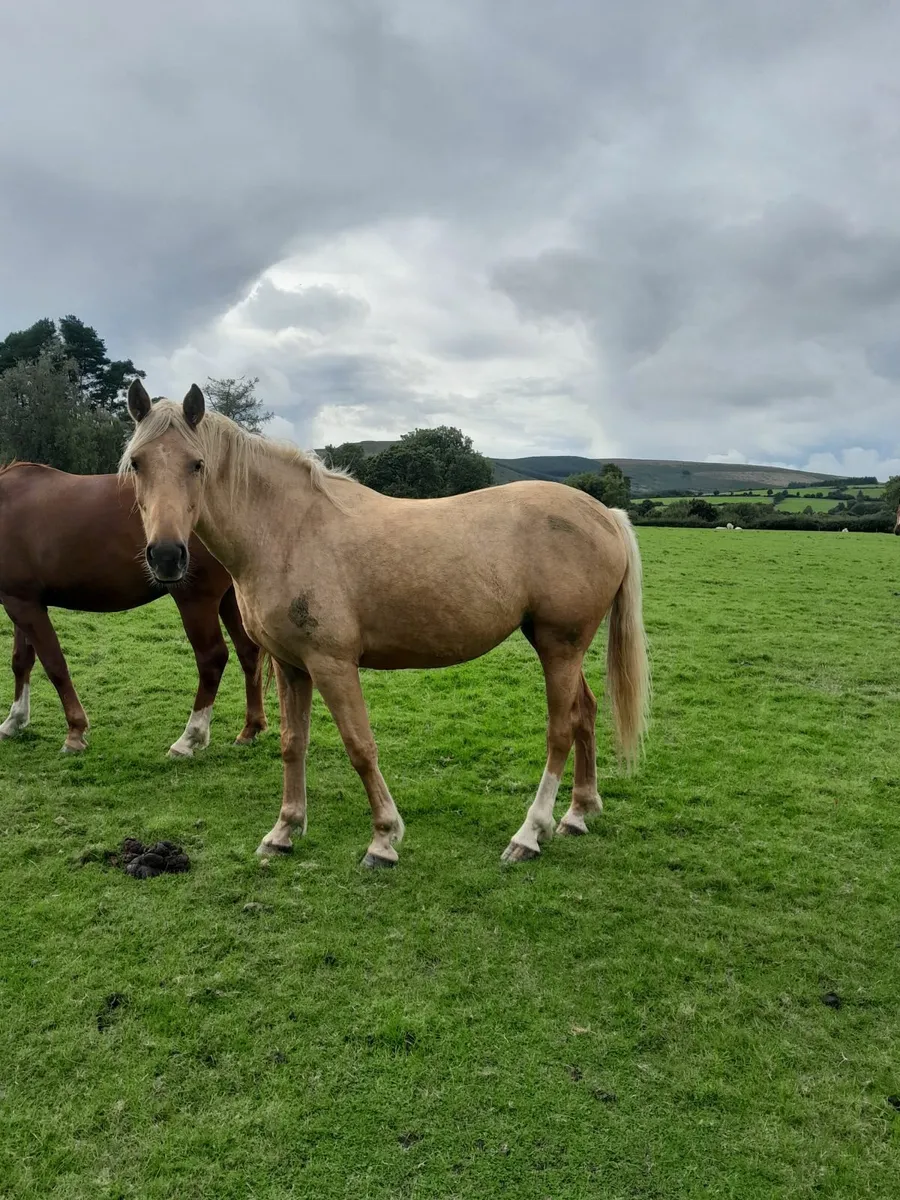 Filly - Image 2