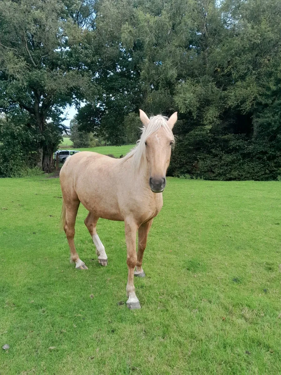 Filly - Image 3