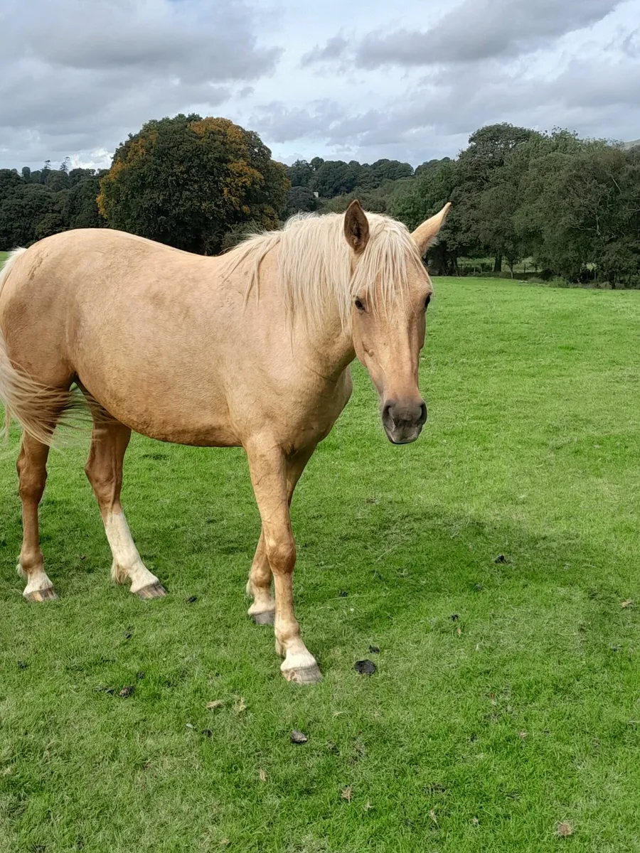 Filly - Image 4
