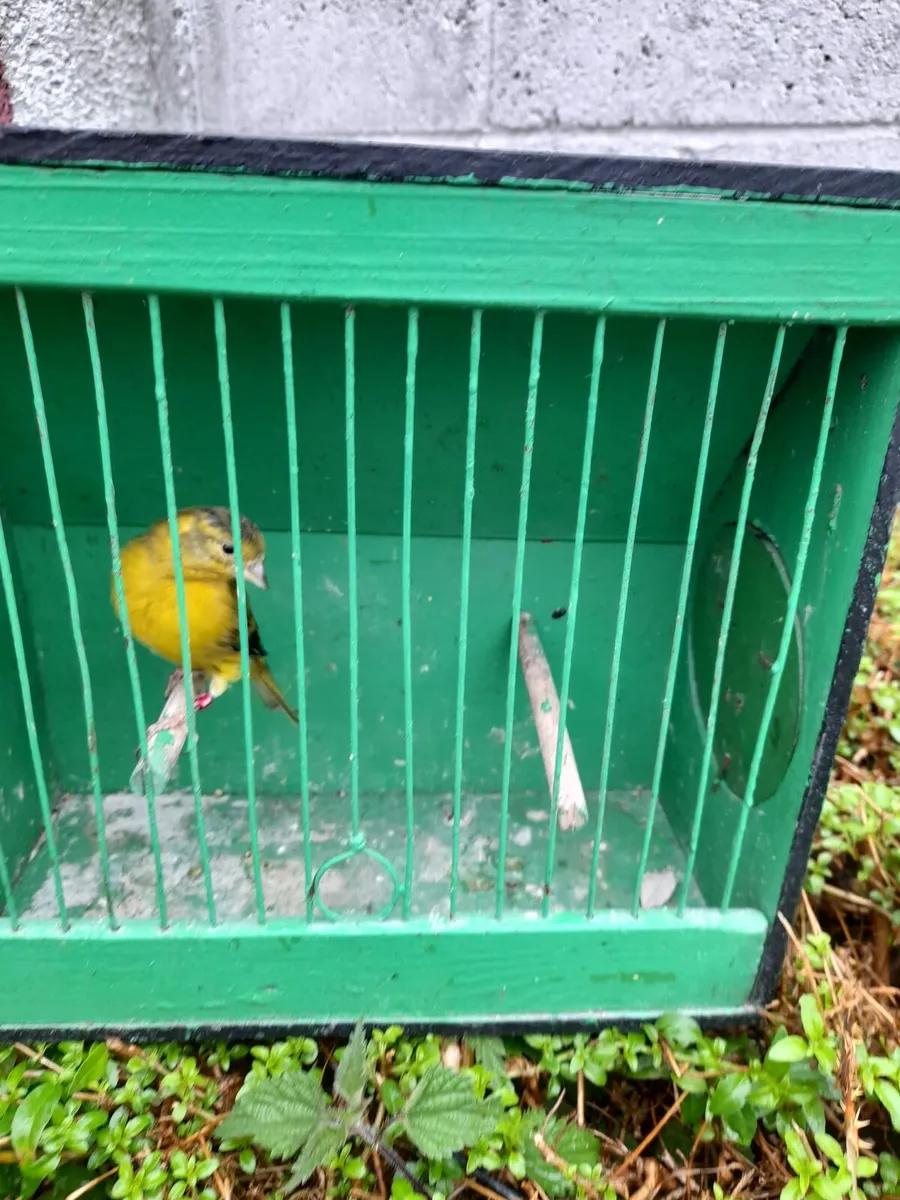 Birds - Image 1