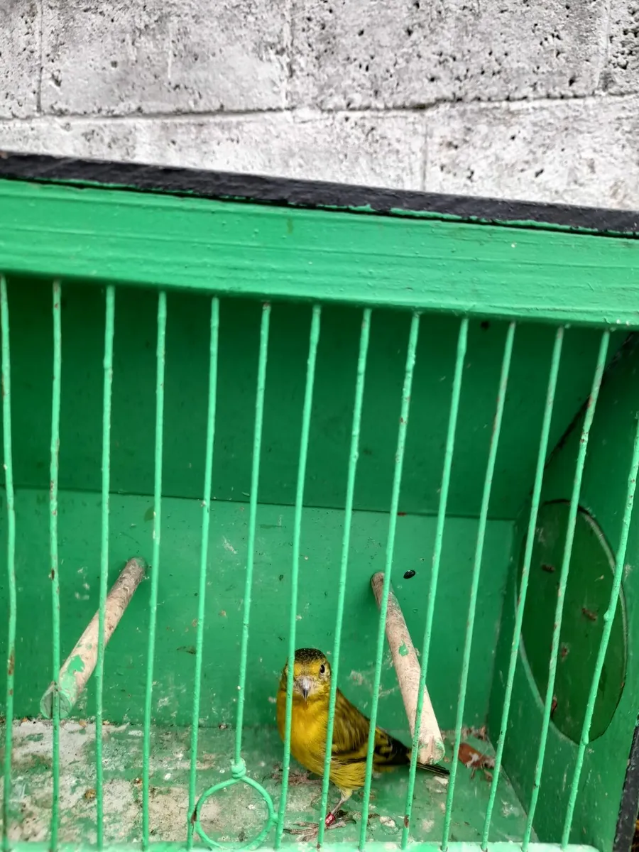 Birds - Image 2