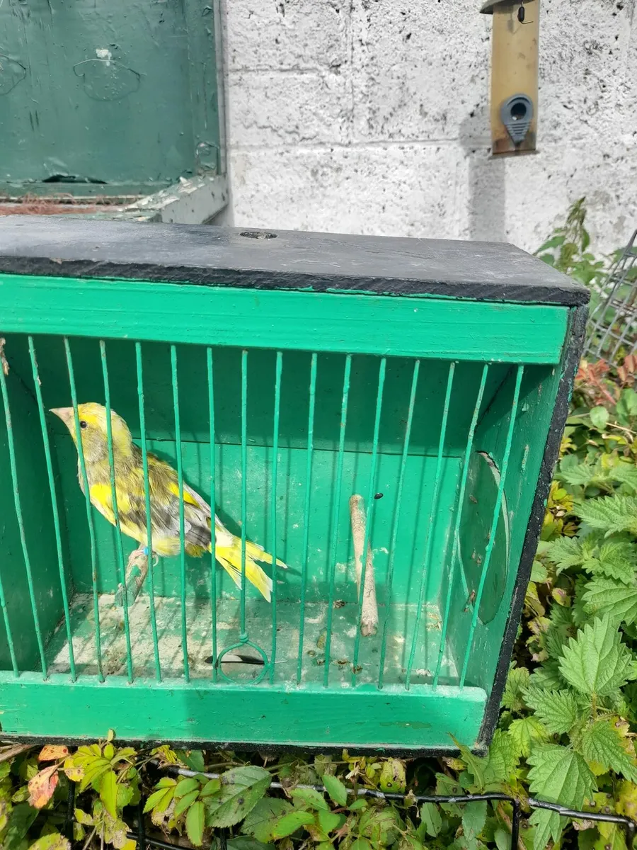Birds - Image 3