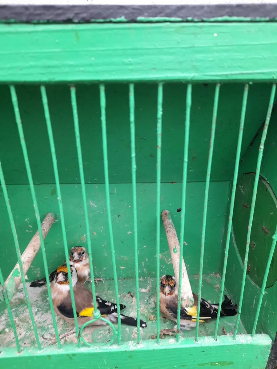 Birds - Image 4