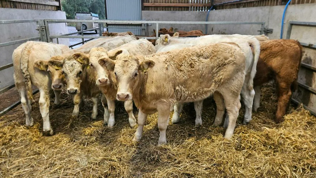 Charolais Heifers - Image 1