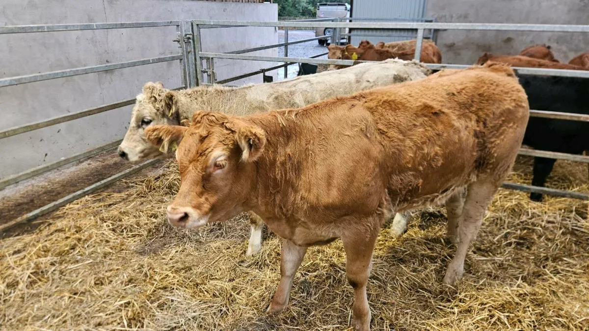 Charolais Heifers - Image 2