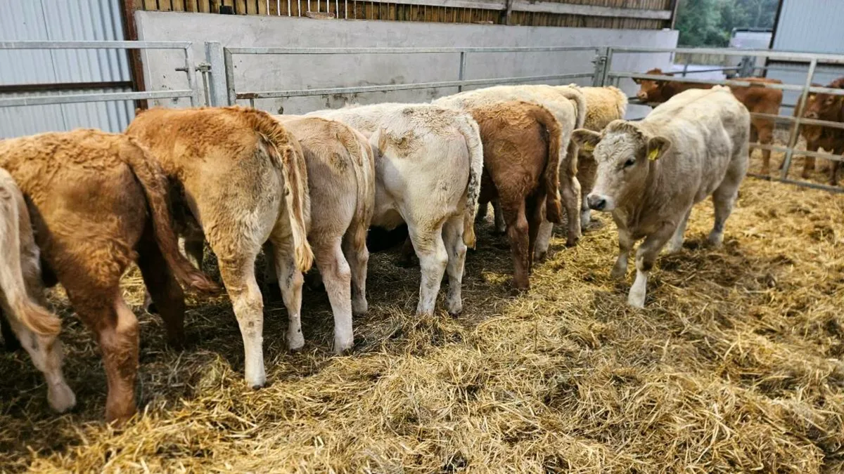 Charolais Heifers - Image 3