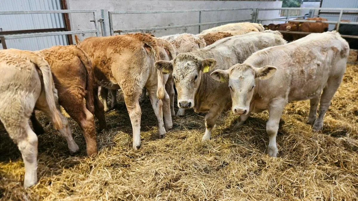 Charolais Heifers - Image 4
