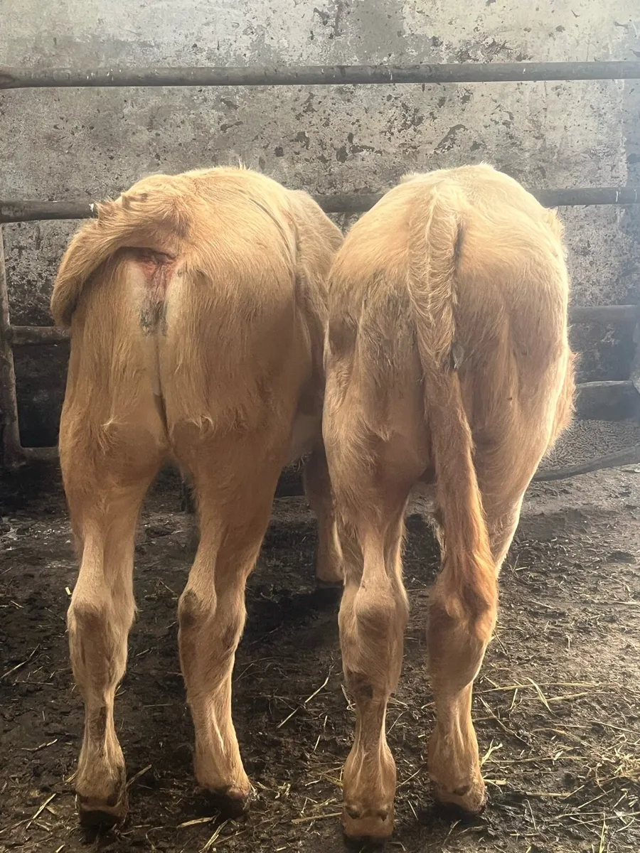 Charlaois Weanlings - Image 1