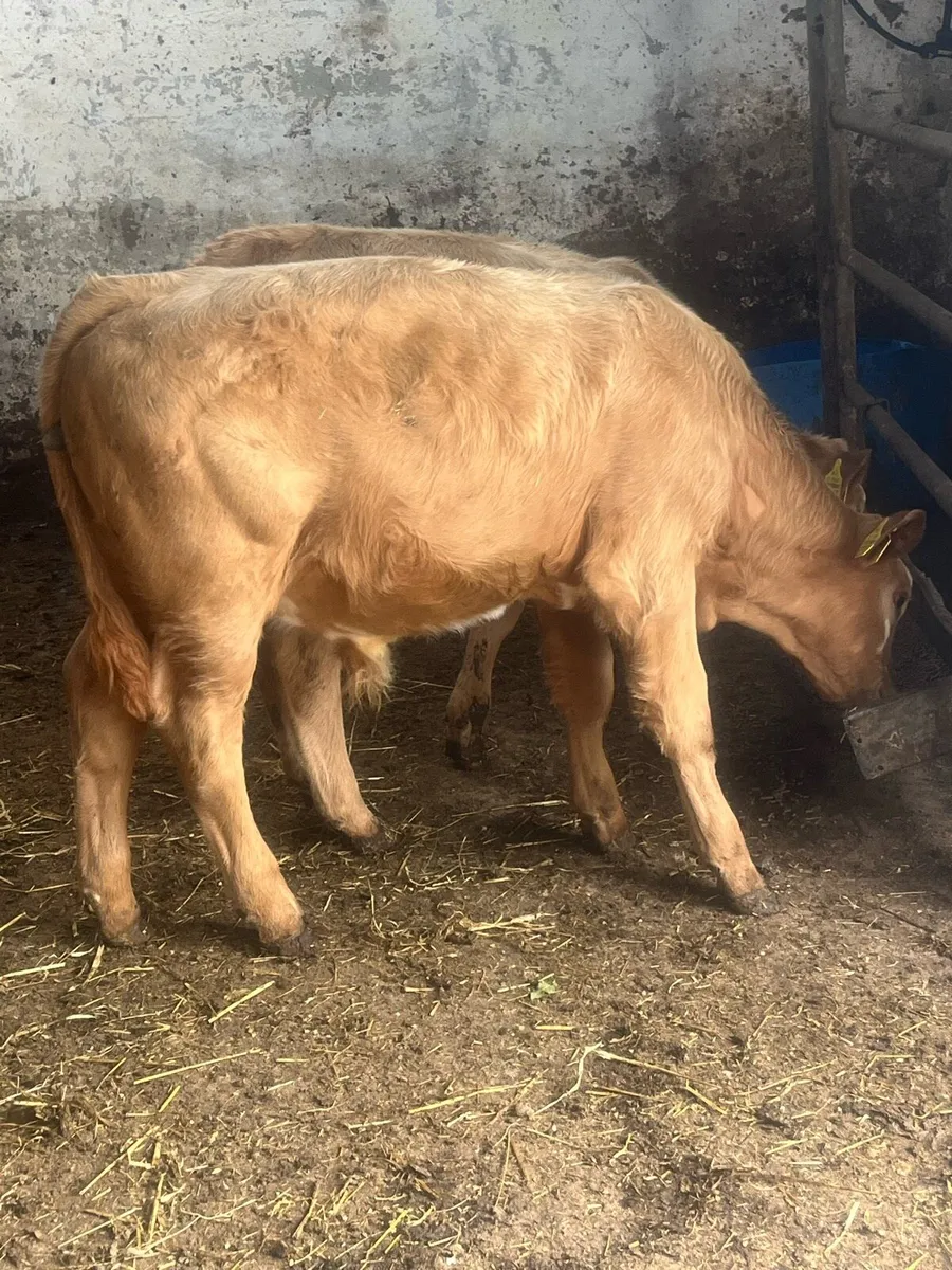 Charlaois Weanlings - Image 2