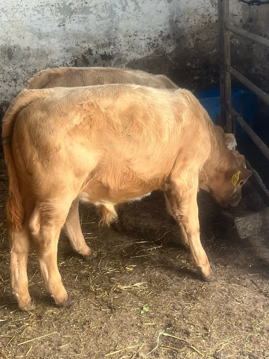 Charlaois Weanlings - Image 3