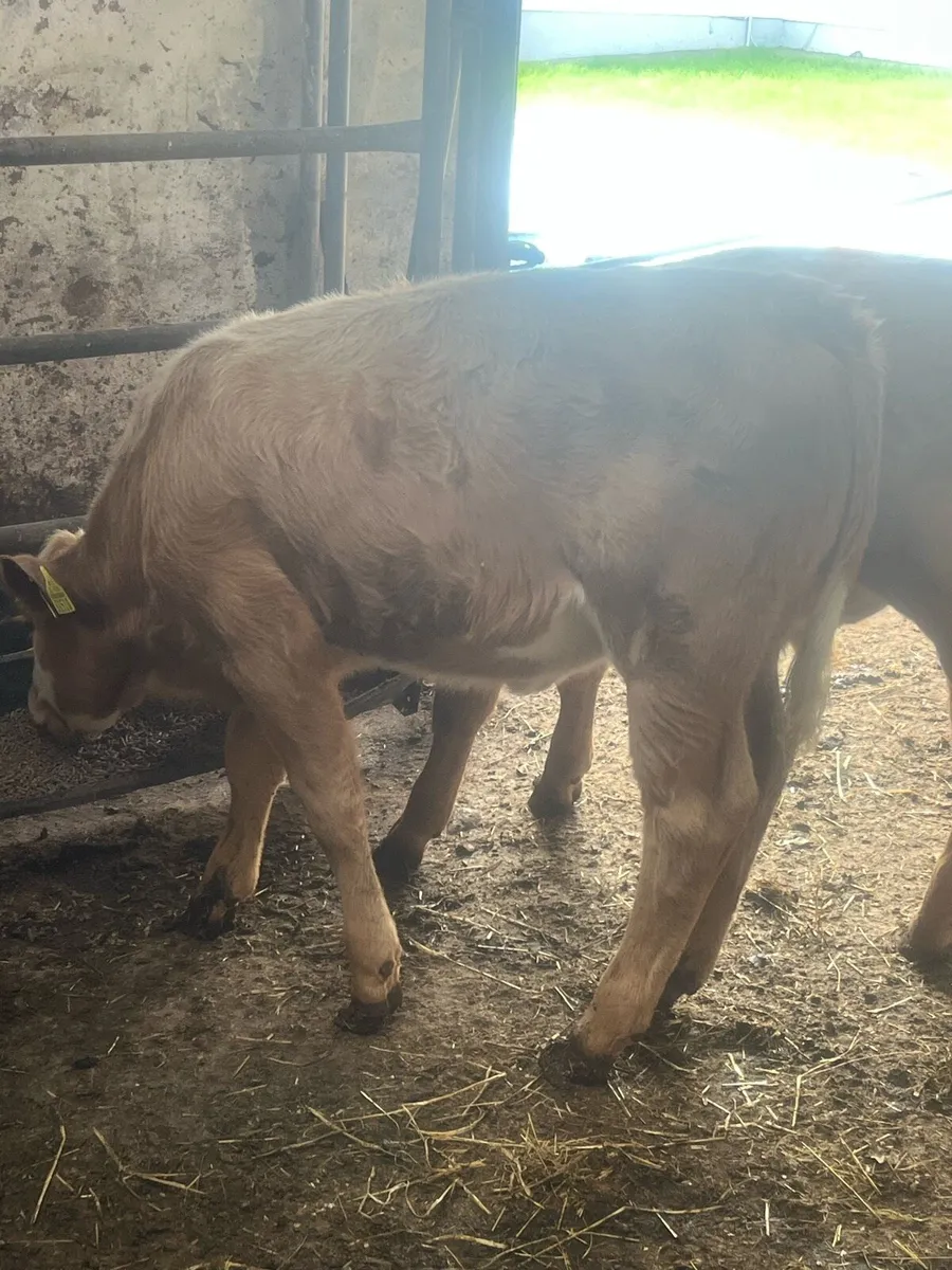 Charlaois Weanlings - Image 4