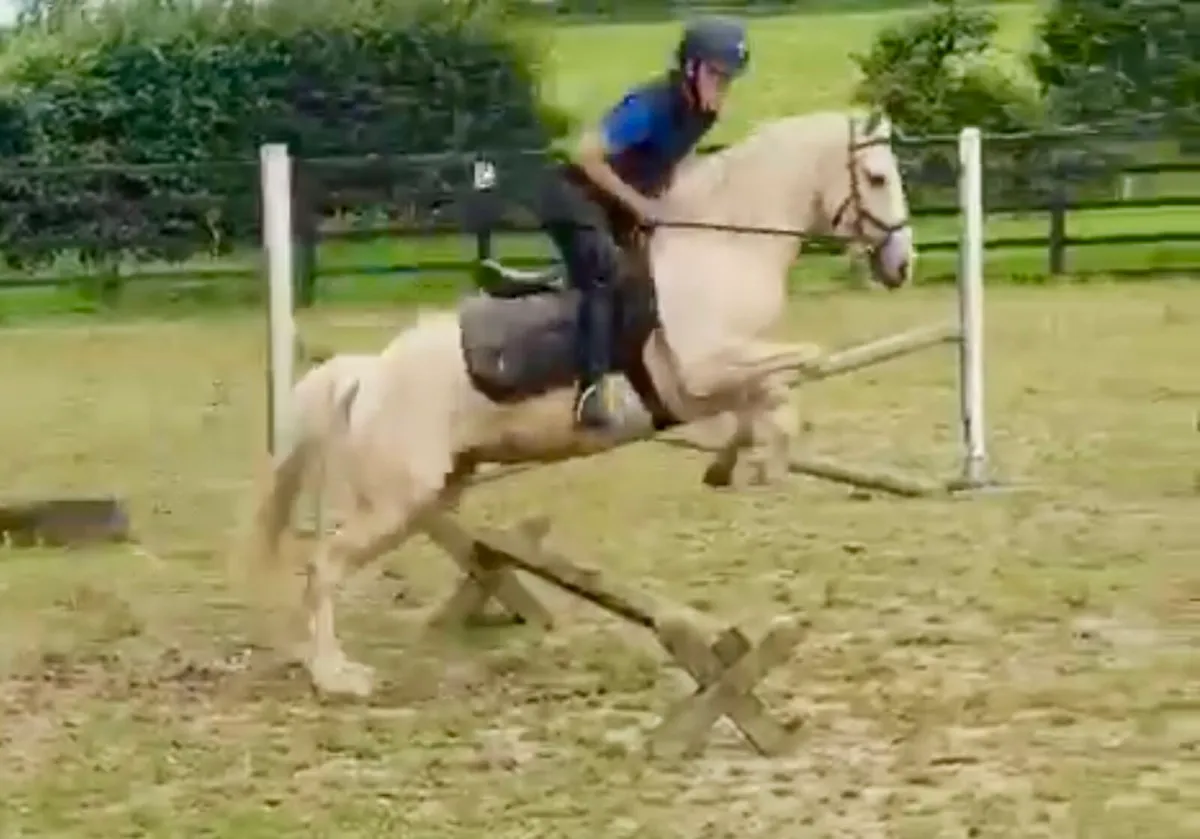 Pony - Image 2