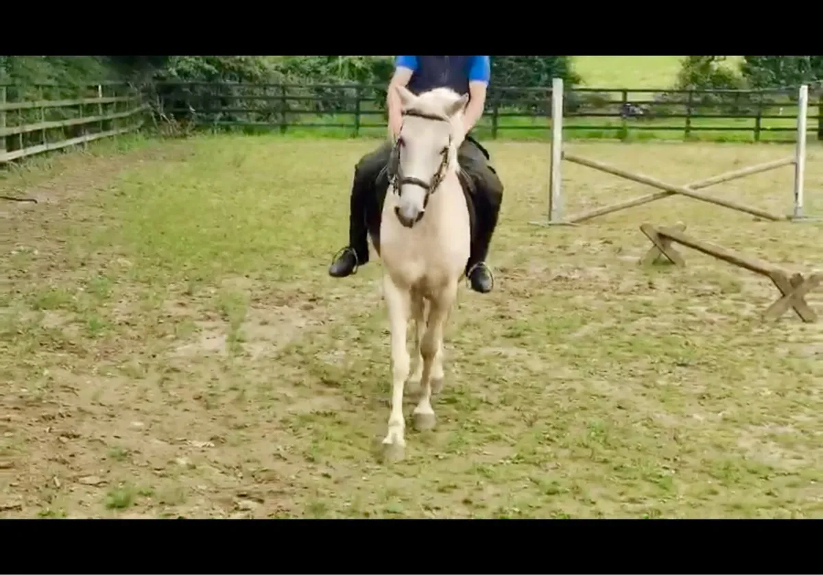 Pony - Image 3