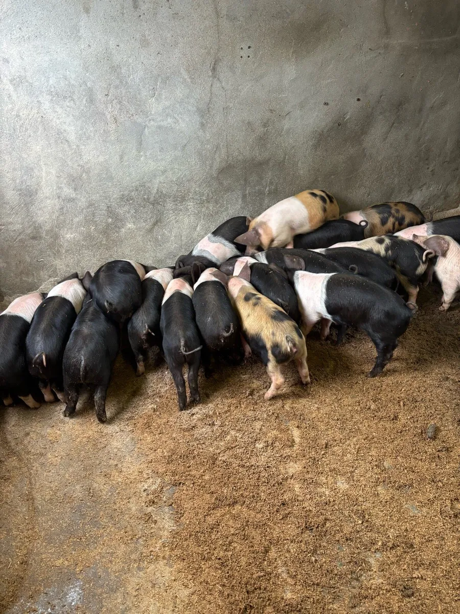 saddleback weaners - Image 1