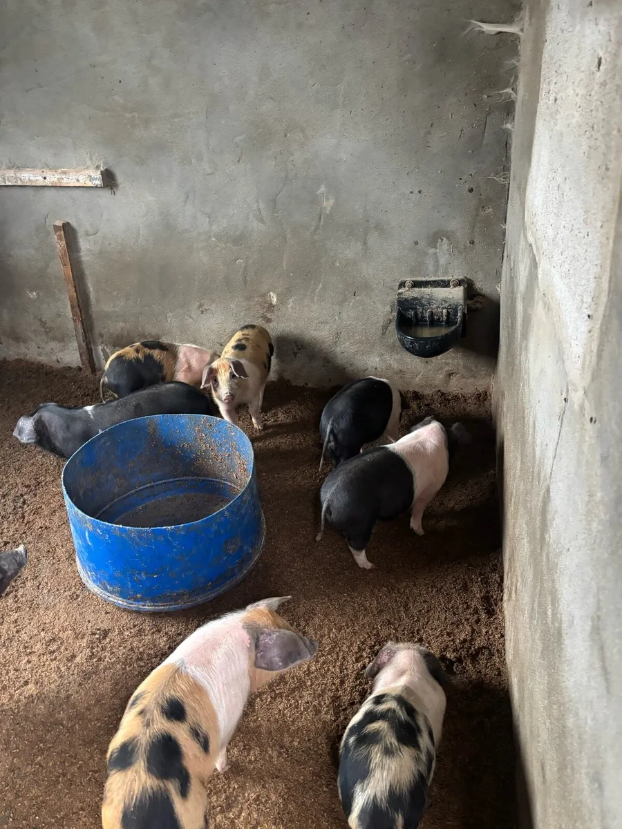 saddleback weaners - Image 2