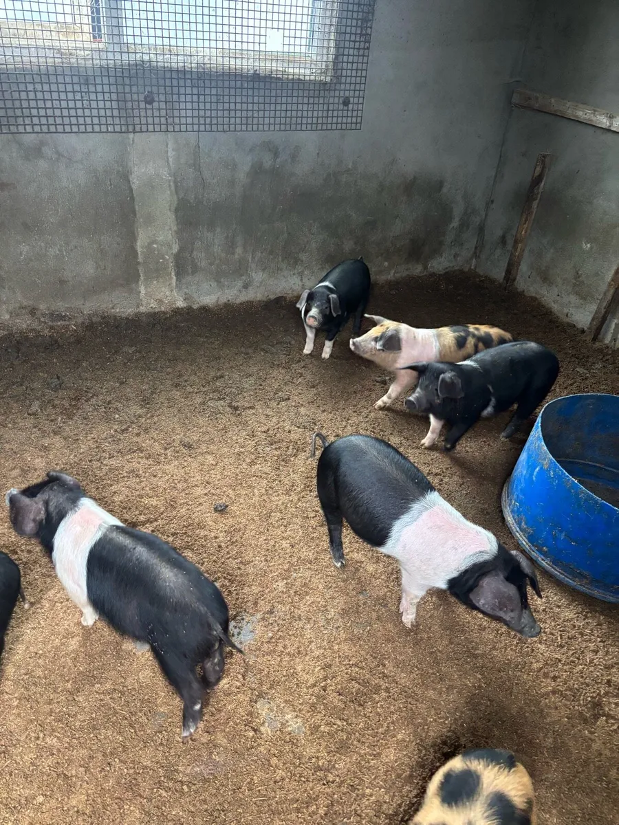 saddleback weaners - Image 3