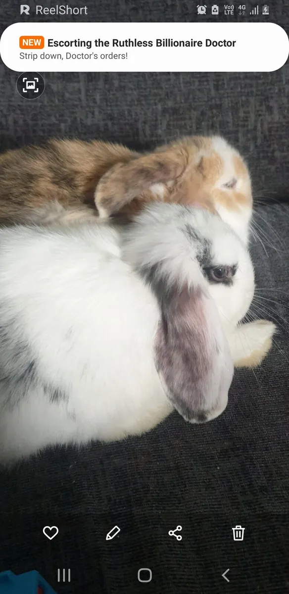Rabbits - Image 4
