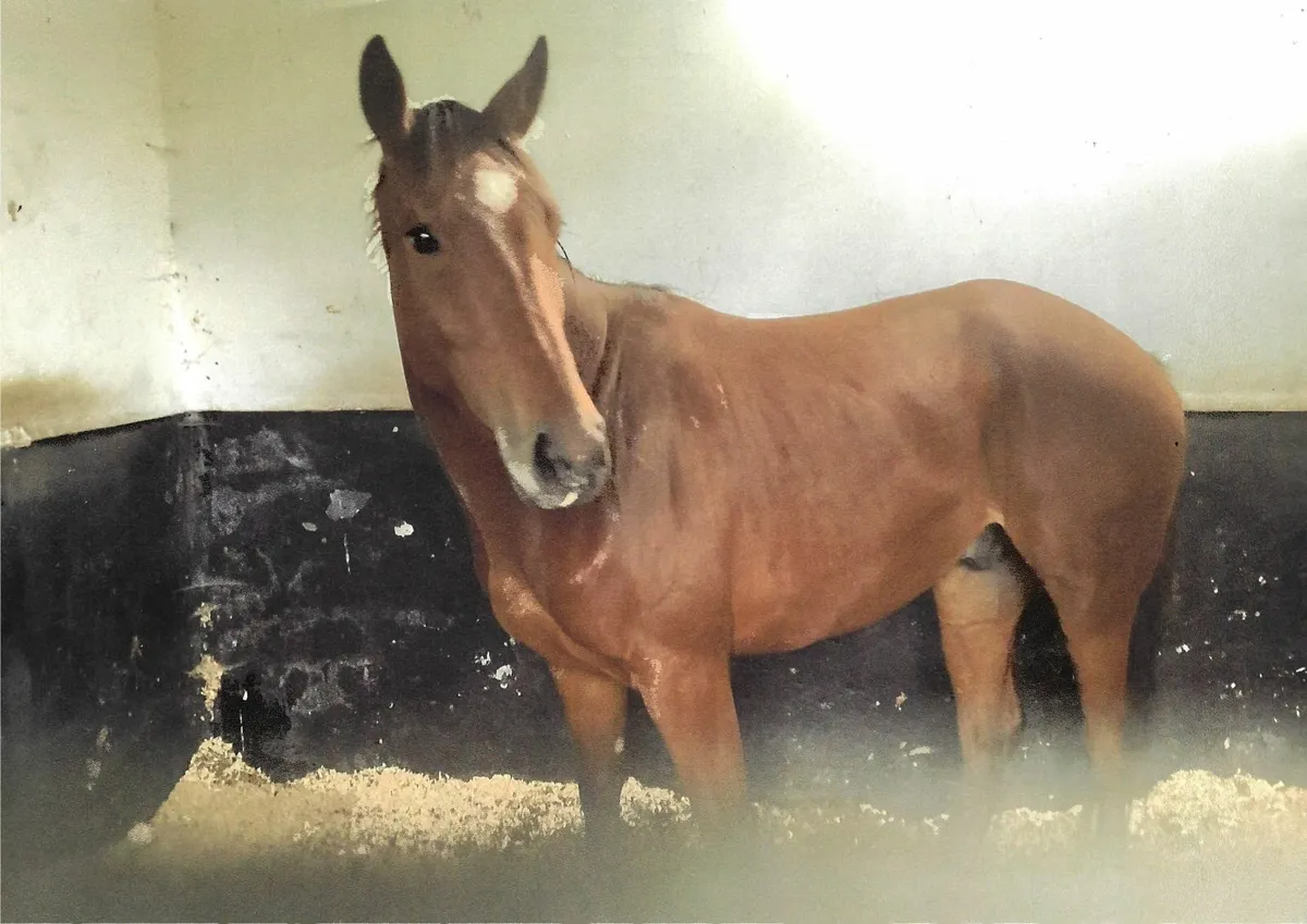 TB Horse - Image 3