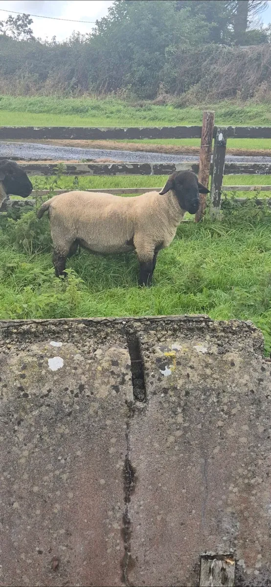 Suffolk Ram - Image 2