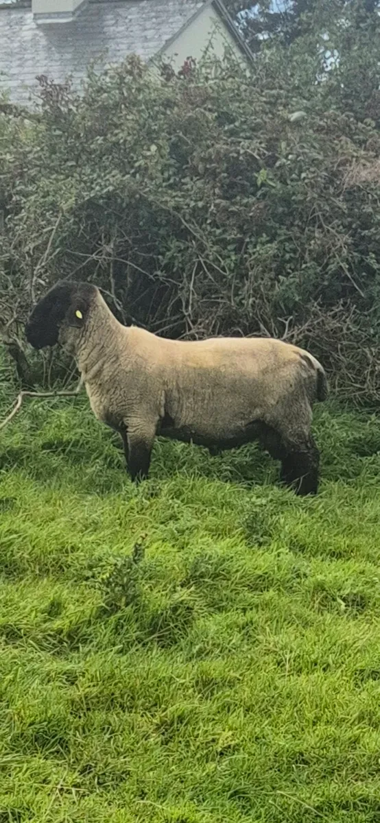 Suffolk Ram - Image 3