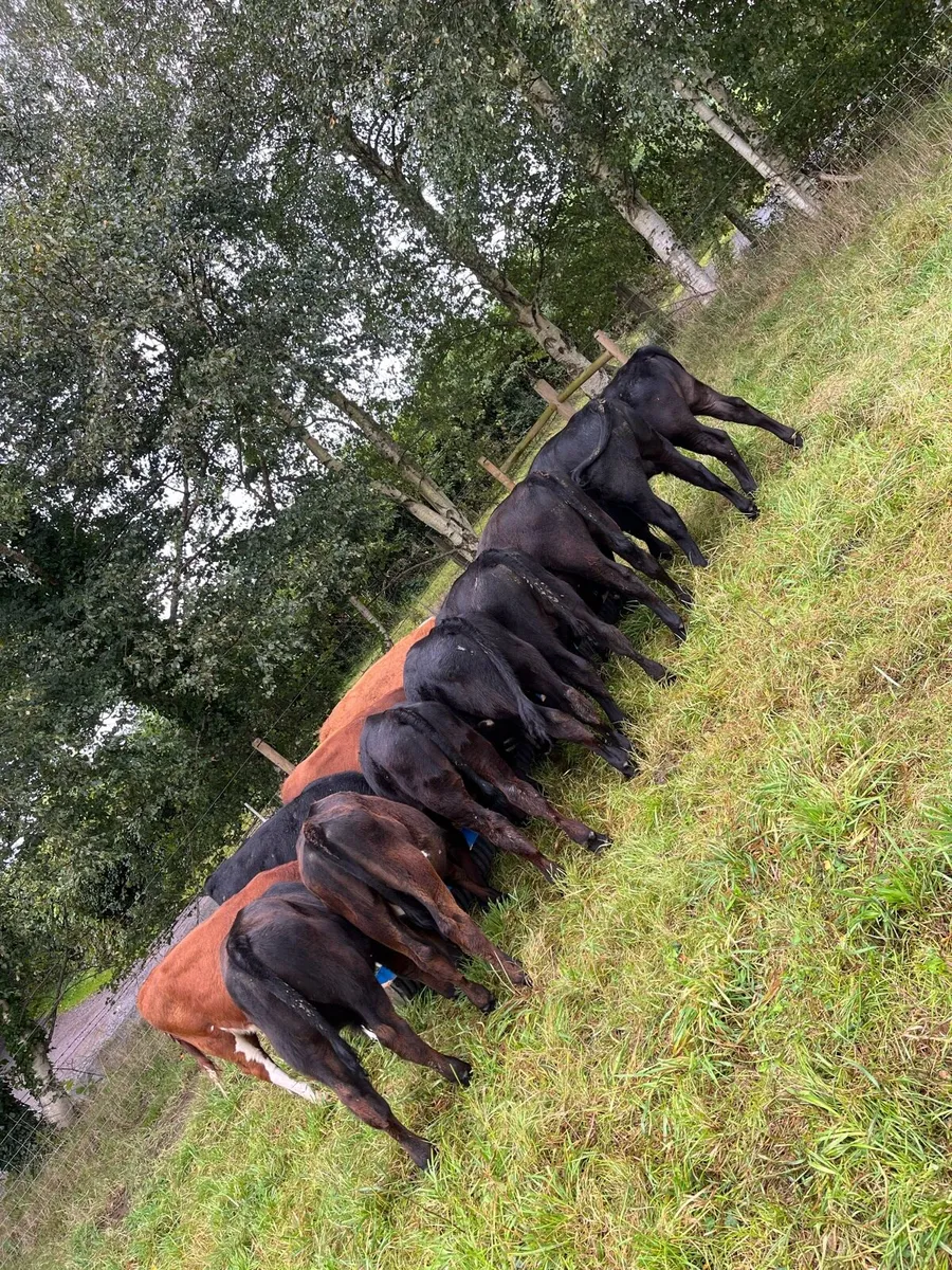 9 Angus 3 Hereford  bull weanlings - Image 1