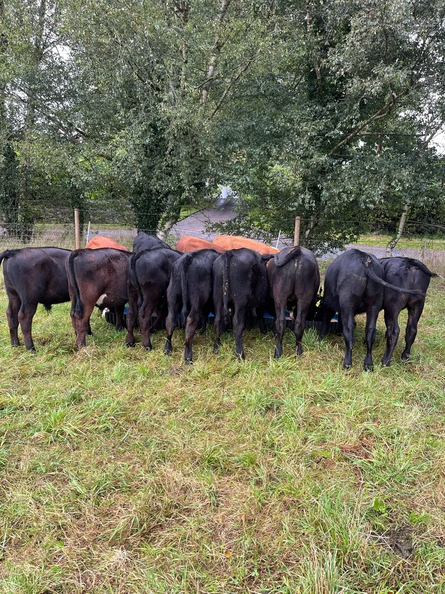 9 Angus 3 Hereford  bull weanlings - Image 2