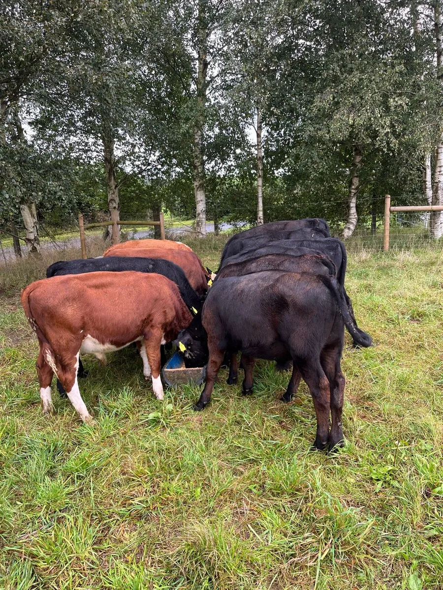 9 Angus 3 Hereford  bull weanlings - Image 3