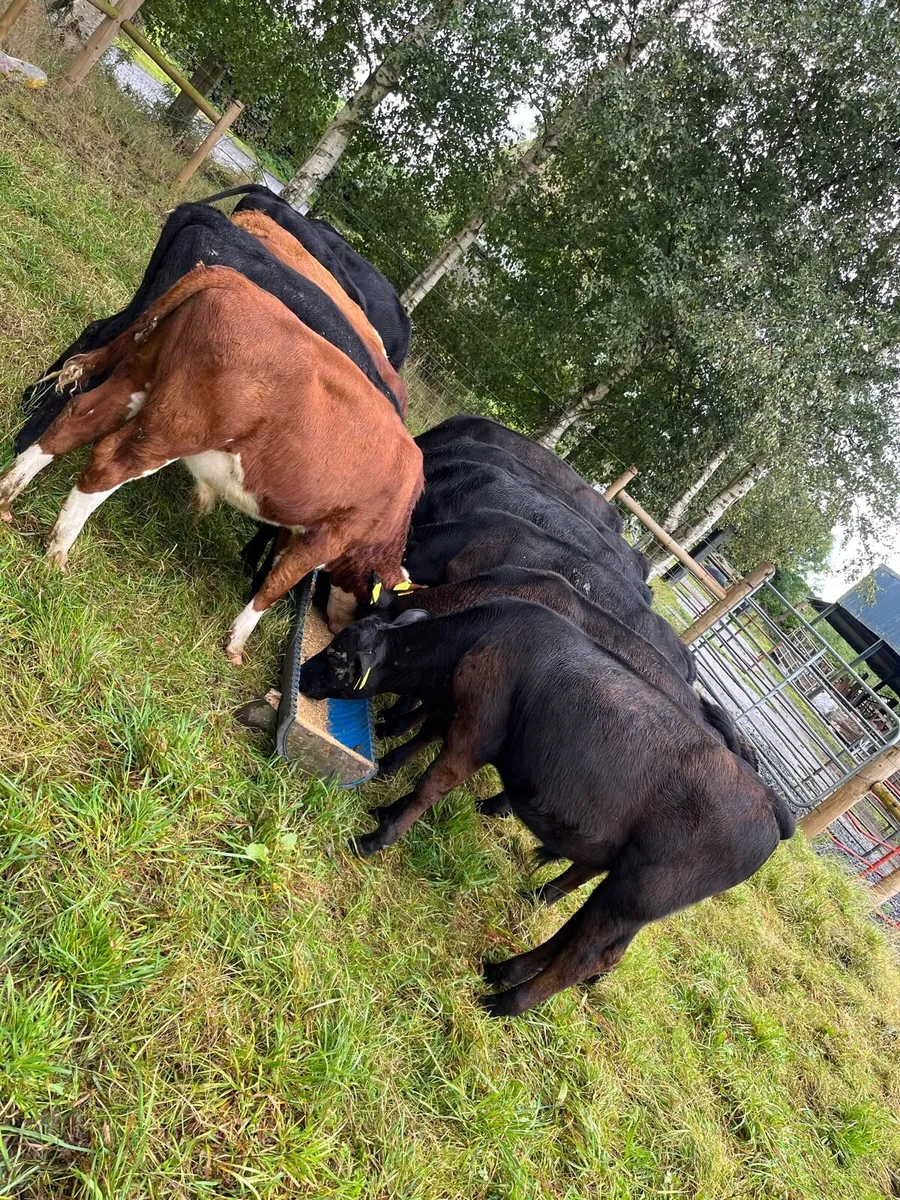 9 Angus 3 Hereford  bull weanlings - Image 4