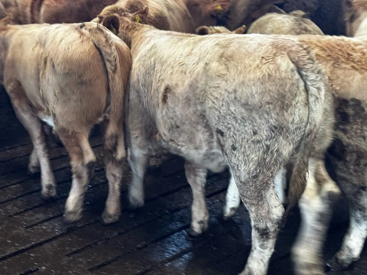 Exceptional U-Grade Weanling Heifers - Image 1