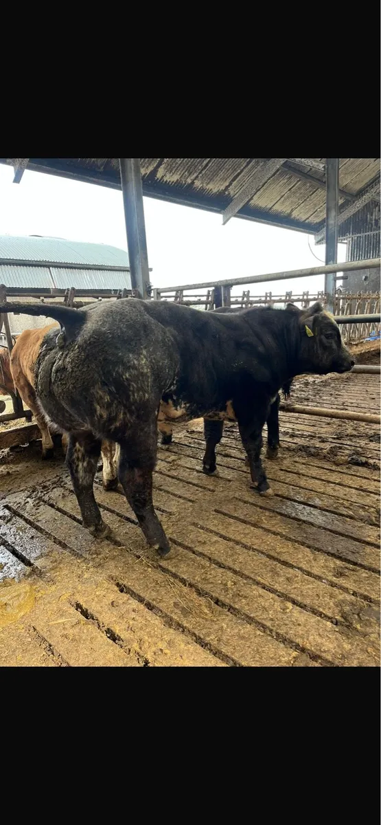 Show bull calves going to Kilfenora Mart Monday - Image 2