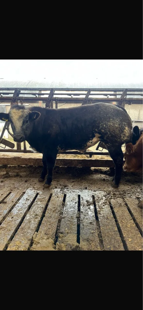 Show bull calves going to Kilfenora Mart Monday - Image 3