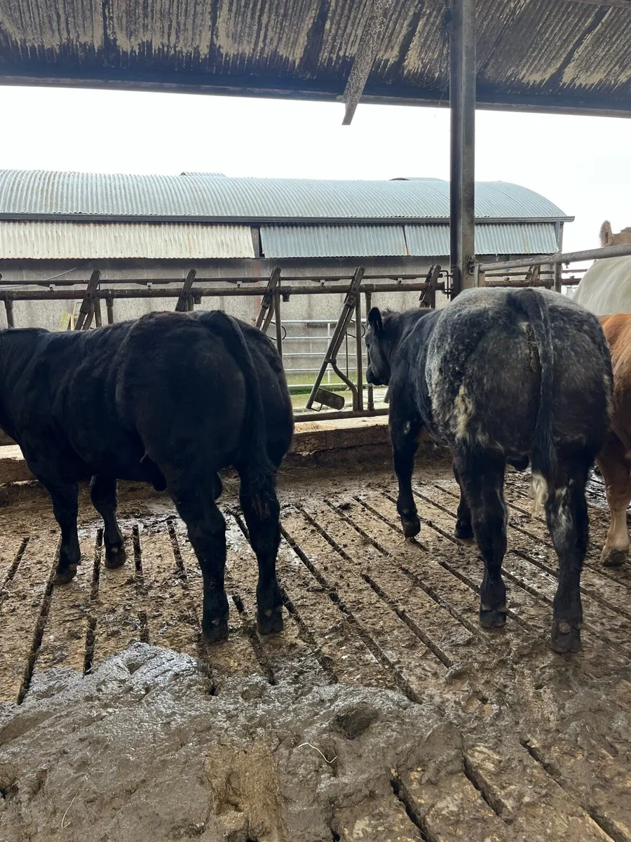 Show bull calves going to Kilfenora Mart Monday - Image 4