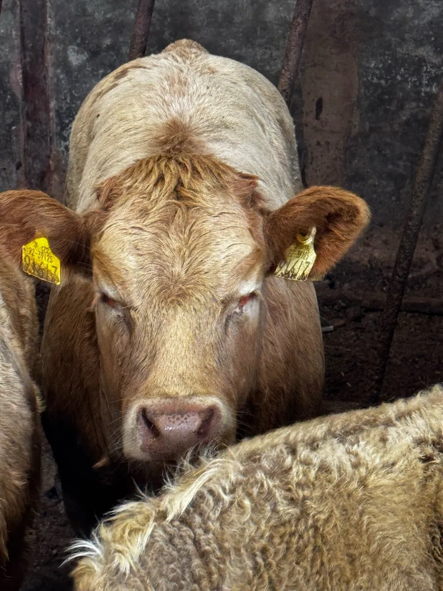 Exceptional U-Grade Weanling Heifers - Image 2