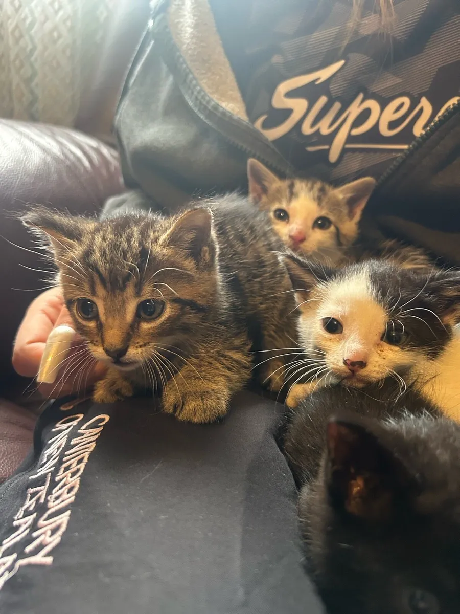 Kittens - Image 1