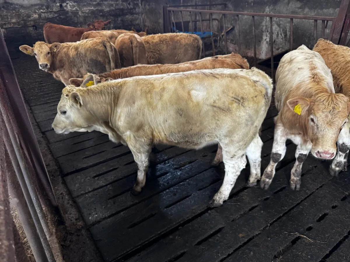 Exceptional U-Grade Weanling Heifers - Image 3