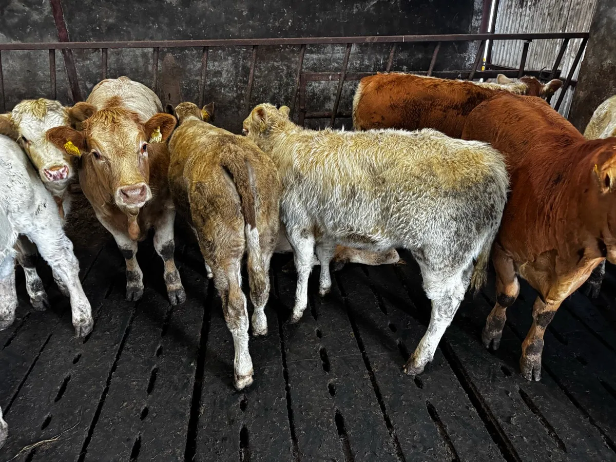 Exceptional U-Grade Weanling Heifers - Image 4
