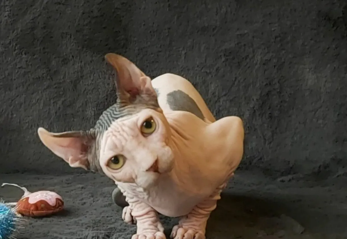 Sphynx Sphinx kittens cat Elf ( 1kitten left) - Image 3