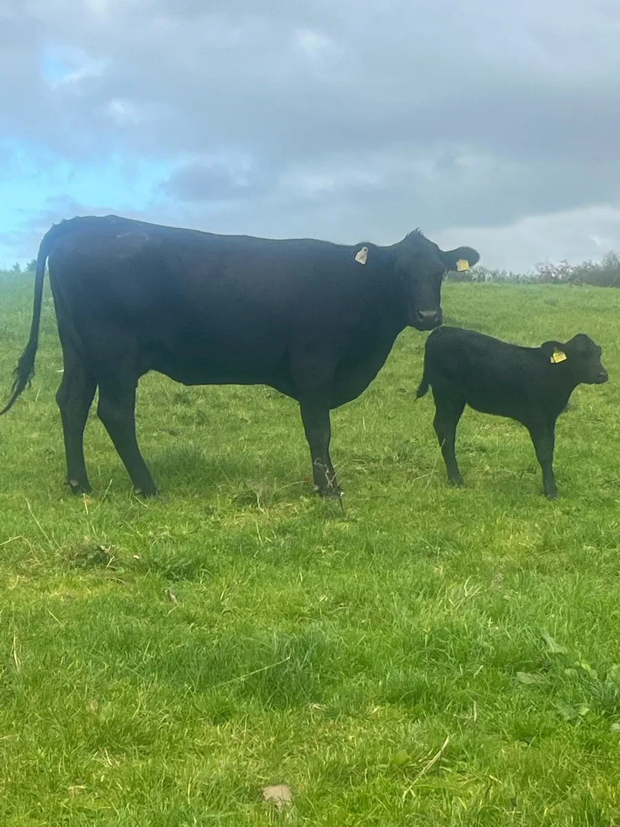 Super first calver - Image 1